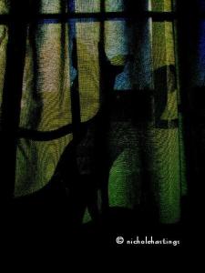 "Abstract Max Cat" photographed by Nichole Hastings