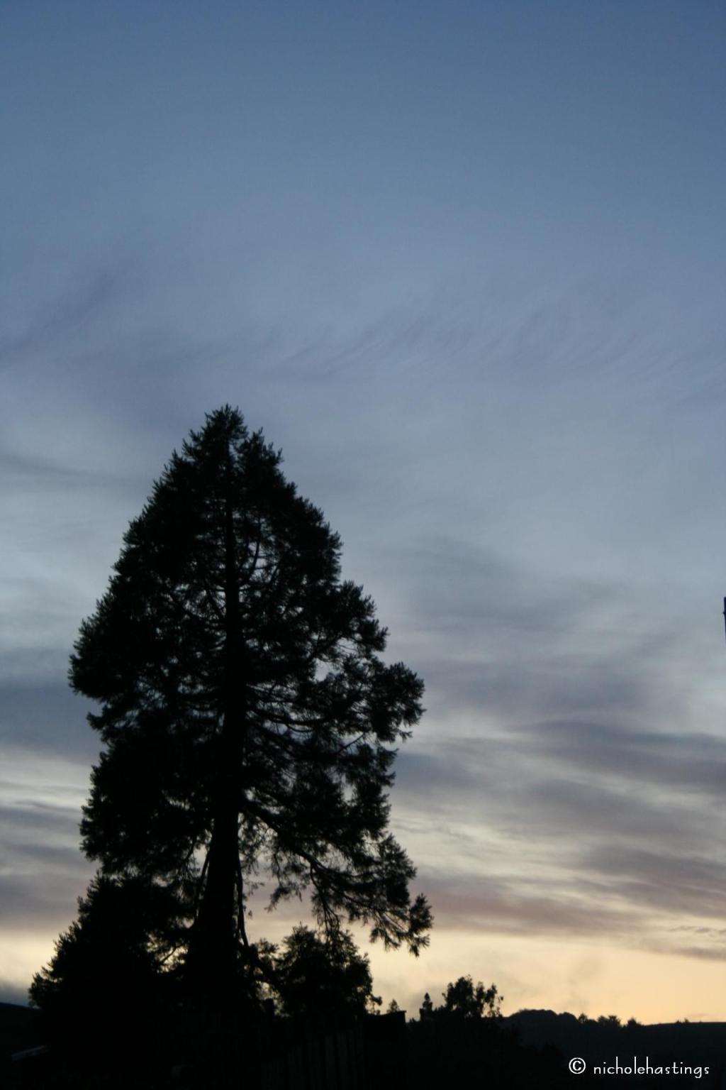 "Living Record" photographed by Nichole Hastings