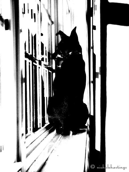 "Max Cat" photographed by Nichole Hastings