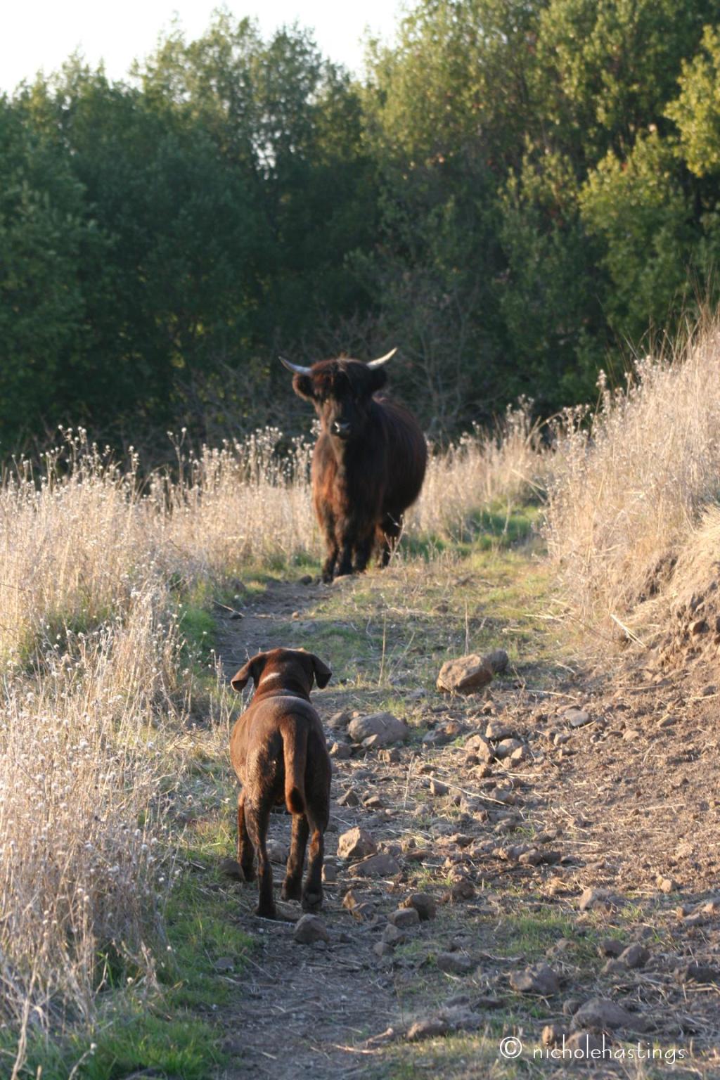 "Star Crossed Standoff" by Nichole Hastings