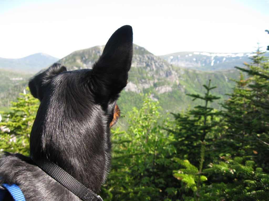 photographed by Nichole Hastings, Hunt Trail, Mount Katahdin, ME on May 30, 2010