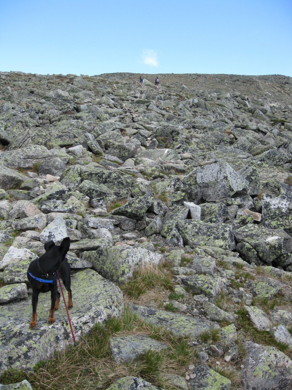 About 4500-ft, Hunt Trail, Mt. Katahdin, Baxter State Park, ME, May 30, 2010.